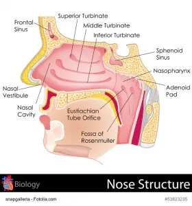 Pediatric Obstructive Sleep Apnea, Savannah, Georgia